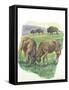 Young Male American Bison Bison Bison Fighting-null-Framed Stretched Canvas