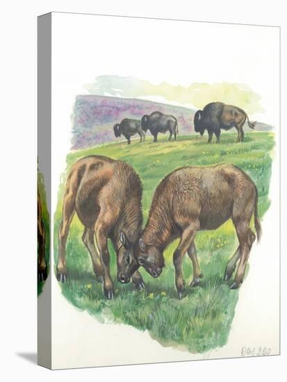 Young Male American Bison Bison Bison Fighting-null-Stretched Canvas