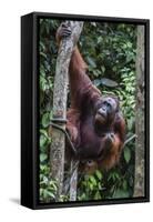 Young Male Bornean Orangutan (Pongo Pygmaeus), Malaysia-Michael Nolan-Framed Stretched Canvas