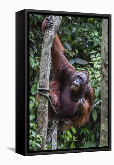 Young Male Bornean Orangutan (Pongo Pygmaeus), Malaysia-Michael Nolan-Framed Stretched Canvas