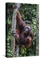 Young Male Bornean Orangutan (Pongo Pygmaeus), Malaysia-Michael Nolan-Stretched Canvas