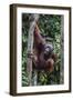 Young Male Bornean Orangutan (Pongo Pygmaeus), Malaysia-Michael Nolan-Framed Photographic Print