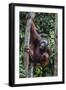 Young Male Bornean Orangutan (Pongo Pygmaeus), Malaysia-Michael Nolan-Framed Photographic Print