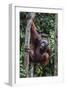 Young Male Bornean Orangutan (Pongo Pygmaeus), Malaysia-Michael Nolan-Framed Photographic Print