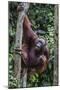 Young Male Bornean Orangutan (Pongo Pygmaeus), Malaysia-Michael Nolan-Mounted Photographic Print