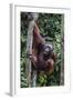 Young Male Bornean Orangutan (Pongo Pygmaeus), Malaysia-Michael Nolan-Framed Photographic Print