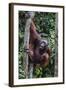 Young Male Bornean Orangutan (Pongo Pygmaeus), Malaysia-Michael Nolan-Framed Photographic Print