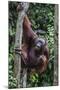 Young Male Bornean Orangutan (Pongo Pygmaeus), Malaysia-Michael Nolan-Mounted Photographic Print