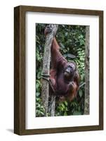 Young Male Bornean Orangutan (Pongo Pygmaeus), Malaysia-Michael Nolan-Framed Photographic Print
