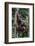 Young Male Bornean Orangutan (Pongo Pygmaeus), Malaysia-Michael Nolan-Framed Photographic Print