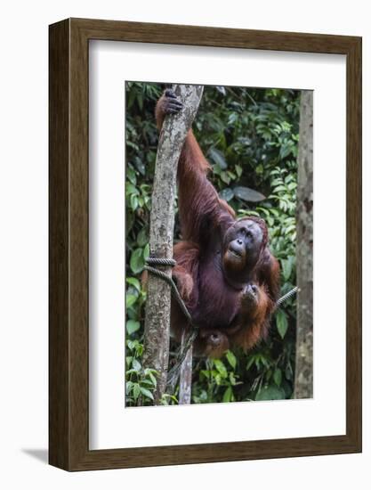 Young Male Bornean Orangutan (Pongo Pygmaeus), Malaysia-Michael Nolan-Framed Photographic Print