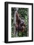 Young Male Bornean Orangutan (Pongo Pygmaeus), Malaysia-Michael Nolan-Framed Photographic Print