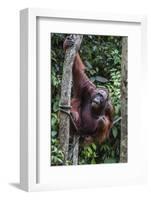 Young Male Bornean Orangutan (Pongo Pygmaeus), Malaysia-Michael Nolan-Framed Photographic Print