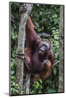 Young Male Bornean Orangutan (Pongo Pygmaeus), Malaysia-Michael Nolan-Mounted Photographic Print