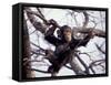 Young Male Chimpanzee, Gombe National Park, Tanzania-Kristin Mosher-Framed Stretched Canvas