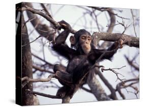 Young Male Chimpanzee, Gombe National Park, Tanzania-Kristin Mosher-Stretched Canvas