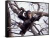 Young Male Chimpanzee, Gombe National Park, Tanzania-Kristin Mosher-Framed Stretched Canvas