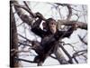 Young Male Chimpanzee, Gombe National Park, Tanzania-Kristin Mosher-Stretched Canvas