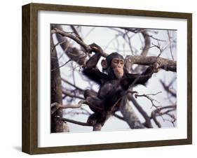 Young Male Chimpanzee, Gombe National Park, Tanzania-Kristin Mosher-Framed Premium Photographic Print