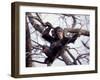 Young Male Chimpanzee, Gombe National Park, Tanzania-Kristin Mosher-Framed Photographic Print