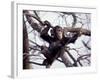 Young Male Chimpanzee, Gombe National Park, Tanzania-Kristin Mosher-Framed Photographic Print