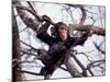 Young Male Chimpanzee, Gombe National Park, Tanzania-Kristin Mosher-Mounted Photographic Print