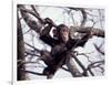 Young Male Chimpanzee, Gombe National Park, Tanzania-Kristin Mosher-Framed Photographic Print