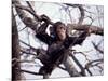 Young Male Chimpanzee, Gombe National Park, Tanzania-Kristin Mosher-Mounted Photographic Print