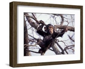 Young Male Chimpanzee, Gombe National Park, Tanzania-Kristin Mosher-Framed Photographic Print