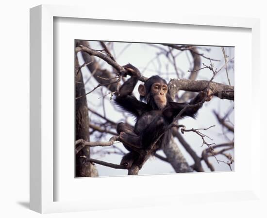 Young Male Chimpanzee, Gombe National Park, Tanzania-Kristin Mosher-Framed Photographic Print