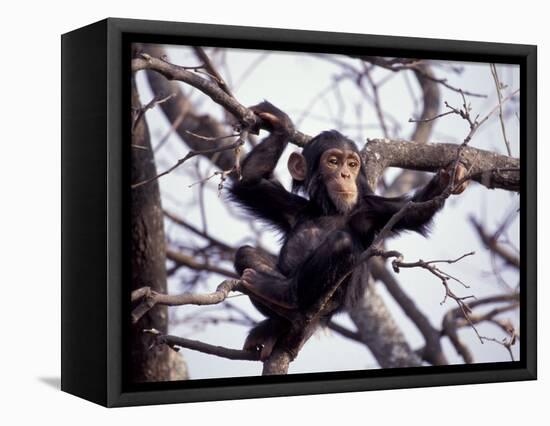 Young Male Chimpanzee, Gombe National Park, Tanzania-Kristin Mosher-Framed Stretched Canvas