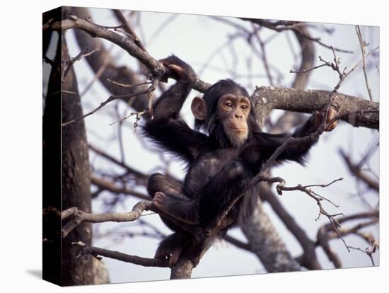 Young Male Chimpanzee, Gombe National Park, Tanzania-Kristin Mosher-Stretched Canvas