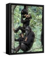 Young Male Chimpanzees Play, Gombe National Park, Tanzania-Kristin Mosher-Framed Stretched Canvas