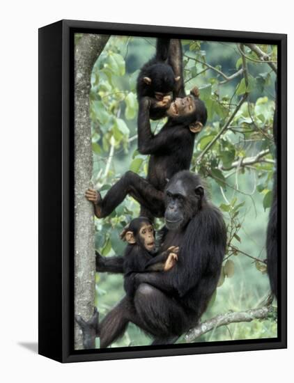 Young Male Chimpanzees Play, Gombe National Park, Tanzania-Kristin Mosher-Framed Stretched Canvas