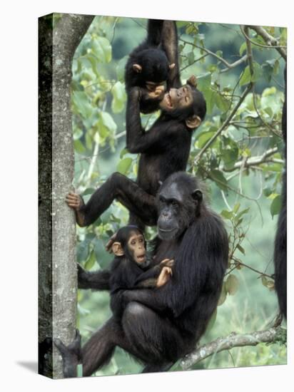 Young Male Chimpanzees Play, Gombe National Park, Tanzania-Kristin Mosher-Stretched Canvas