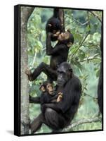 Young Male Chimpanzees Play, Gombe National Park, Tanzania-Kristin Mosher-Framed Stretched Canvas
