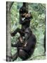 Young Male Chimpanzees Play, Gombe National Park, Tanzania-Kristin Mosher-Stretched Canvas