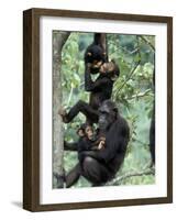 Young Male Chimpanzees Play, Gombe National Park, Tanzania-Kristin Mosher-Framed Photographic Print