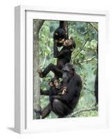 Young Male Chimpanzees Play, Gombe National Park, Tanzania-Kristin Mosher-Framed Photographic Print