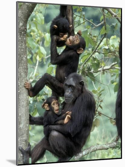 Young Male Chimpanzees Play, Gombe National Park, Tanzania-Kristin Mosher-Mounted Photographic Print