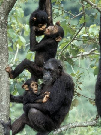 chimpanzee lifespan male chimpanzee lifespan male