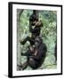 Young Male Chimpanzees Play, Gombe National Park, Tanzania-Kristin Mosher-Framed Photographic Print