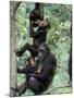 Young Male Chimpanzees Play, Gombe National Park, Tanzania-Kristin Mosher-Mounted Photographic Print