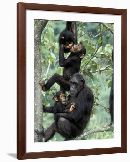 Young Male Chimpanzees Play, Gombe National Park, Tanzania-Kristin Mosher-Framed Photographic Print