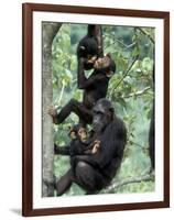 Young Male Chimpanzees Play, Gombe National Park, Tanzania-Kristin Mosher-Framed Photographic Print