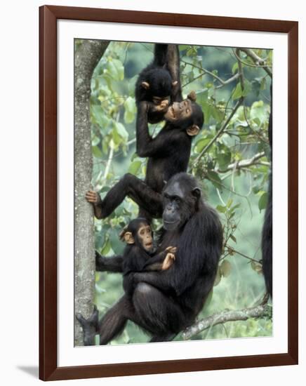 Young Male Chimpanzees Play, Gombe National Park, Tanzania-Kristin Mosher-Framed Photographic Print
