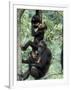 Young Male Chimpanzees Play, Gombe National Park, Tanzania-Kristin Mosher-Framed Photographic Print