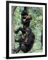 Young Male Chimpanzees Play, Gombe National Park, Tanzania-Kristin Mosher-Framed Photographic Print