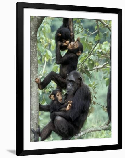 Young Male Chimpanzees Play, Gombe National Park, Tanzania-Kristin Mosher-Framed Photographic Print