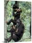 Young Male Chimpanzees Play, Gombe National Park, Tanzania-Kristin Mosher-Mounted Photographic Print